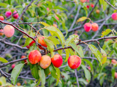 Close up shot of many mature plums on the tree at Oklahomaの写真素材