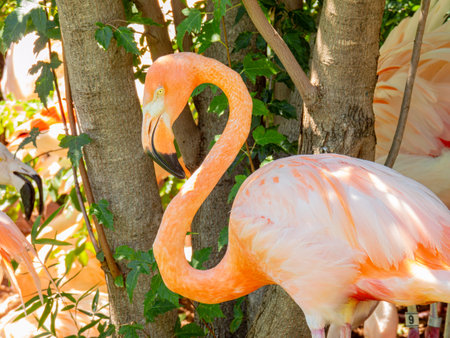 Close up shot of cute pink flamingo at Oklahomaの写真素材