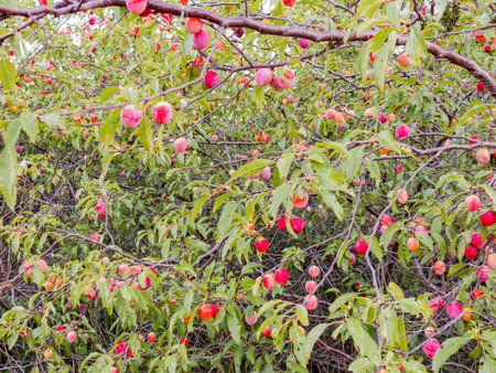 Close up shot of many mature plums on the tree at Oklahomaの写真素材