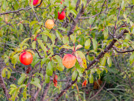 Close up shot of many mature plums on the tree at Oklahomaの写真素材