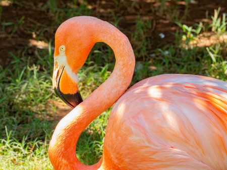 Close up shot of cute pink flamingo at Oklahomaの写真素材