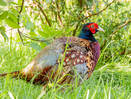 Close up shot of cute Common pheasant at Oklahomaの写真素材