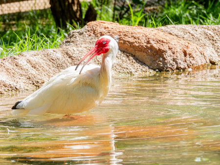 Close up shot of cute American white ibis at Oklahomaの写真素材