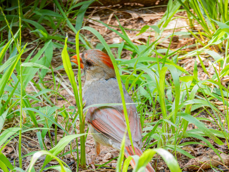Close up shot of cute Northern cardinal at Oklahomaの写真素材