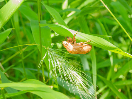 Close up shot of Cicada Shell at Oklahomaの写真素材