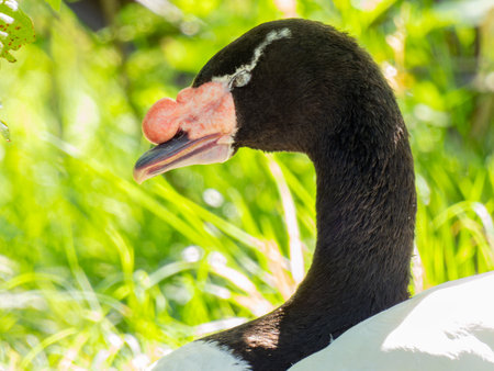 Close up shot of cute Goose at Oklahomaの写真素材