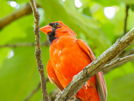 Close up shot of cute Northern cardinal at Oklahomaの写真素材