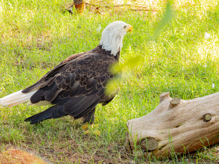 Close up shot of cute Bald eagle at Oklahomaの写真素材