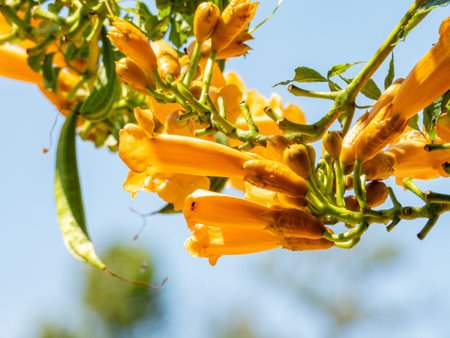 Close up shot of Tecoma stans blossom at Oklahomaの写真素材