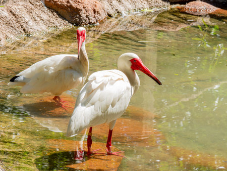 Close up shot of cute American white ibis at Oklahomaの写真素材