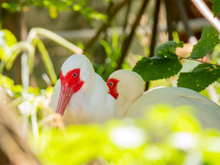 Close up shot of cute American white ibis at Oklahomaの写真素材