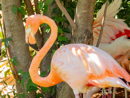 Close up shot of cute pink flamingo at Oklahomaの写真素材