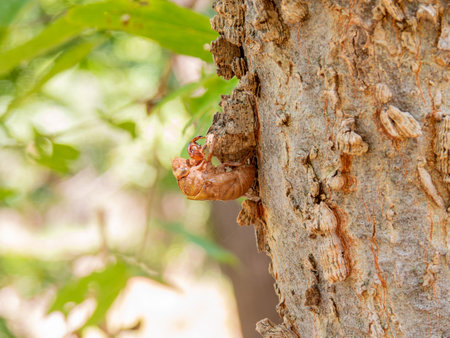 Close up shot of Cicada Shell at Oklahomaの写真素材