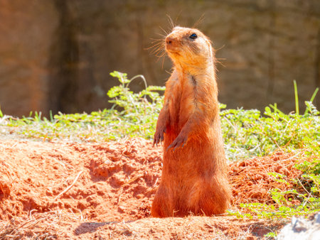 Close up shot of cute Prairie dog at Oklahomaの写真素材