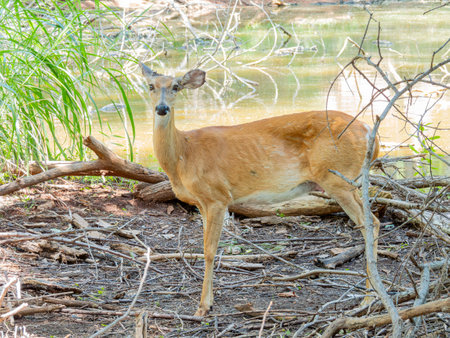 Close up shot of an ill deer at Oklahomaの写真素材