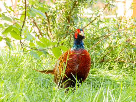 Close up shot of cute Common pheasant at Oklahomaの写真素材