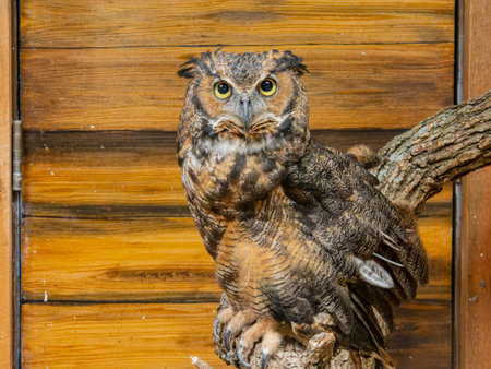 Close up shot of cute Great horned owl at Oklahomaの写真素材