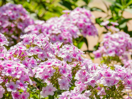 Close up shot of Phlox flower blossom at Oklahomaの写真素材