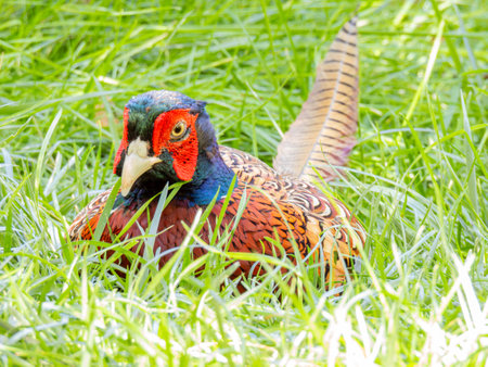 Close up shot of cute Common pheasant at Oklahomaの写真素材