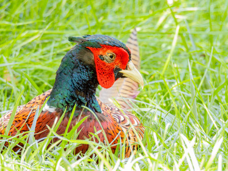 Close up shot of cute Common pheasant at Oklahomaの写真素材