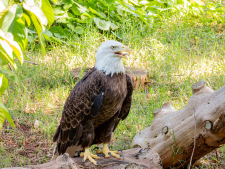 Close up shot of cute Bald eagle at Oklahomaの写真素材