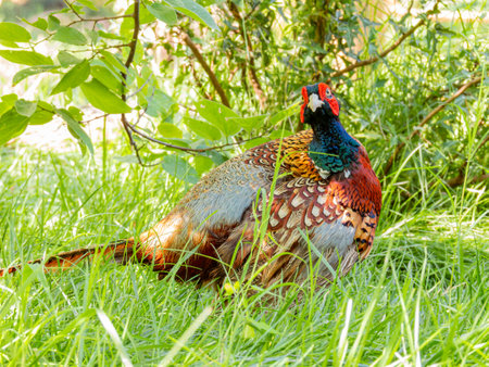 Close up shot of cute Common pheasant at Oklahomaの写真素材