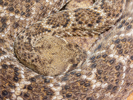 Close up shot of Western diamondback rattlesnake at Oklahomaの写真素材