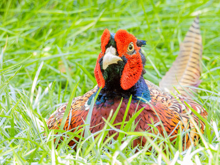 Close up shot of cute Common pheasant at Oklahomaの写真素材