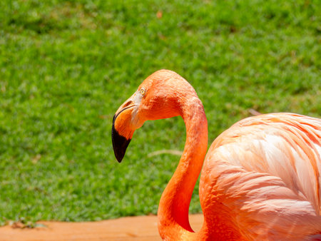 Close up shot of cute pink flamingo at Oklahomaの写真素材