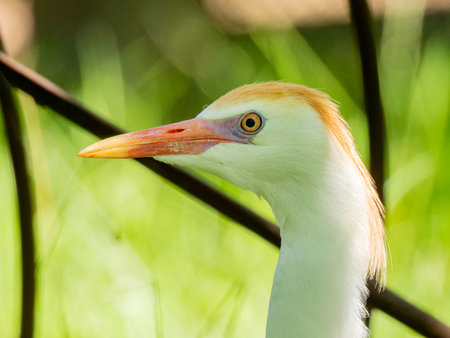 Close up shot of cute Cattle egret at Oklahomaの写真素材