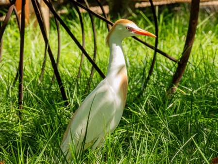 Close up shot of cute Cattle egret at Oklahomaの写真素材