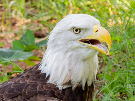 Close up shot of cute Bald eagle at Oklahomaの写真素材