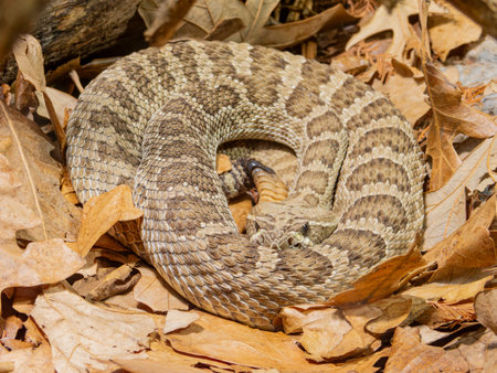 Close up shot of rattlesnake at Oklahomaの写真素材