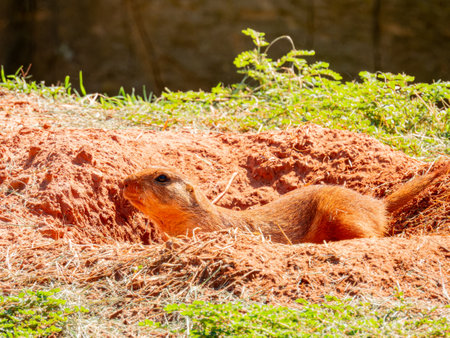Close up shot of cute Prairie dog at Oklahomaの写真素材