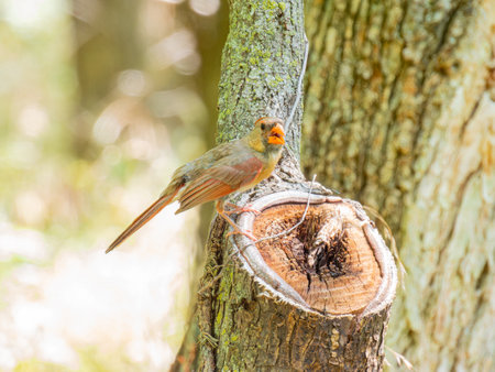 Close up shot of cute Northern cardinal at Oklahomaの写真素材