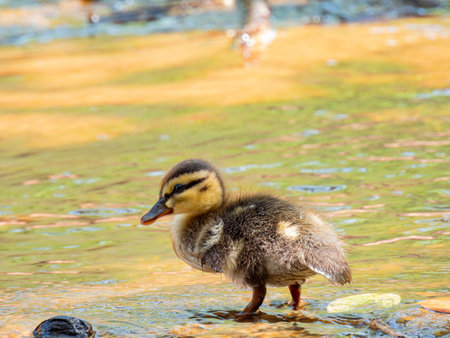 Close up shot of baby duck at Oklahomaの写真素材