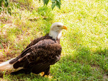Close up shot of cute Bald eagle at Oklahomaの写真素材