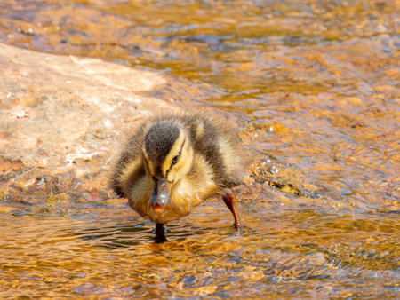 Close up shot of baby duck at Oklahomaの写真素材