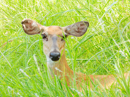 Close up shot of an ill deer at Oklahomaの写真素材
