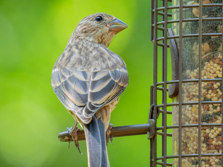 Close up shot of House Finch at Oklahomaの写真素材