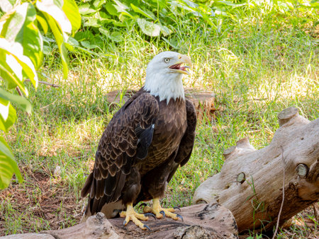 Close up shot of cute Bald eagle at Oklahomaの写真素材