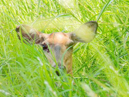 Close up shot of an ill deer at Oklahomaの写真素材