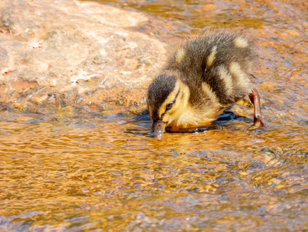 Close up shot of baby duck at Oklahomaの写真素材