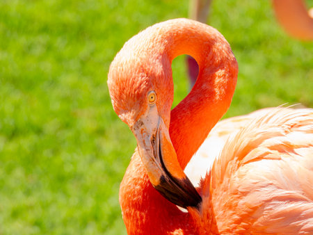 Close up shot of cute pink flamingo at Oklahomaの写真素材