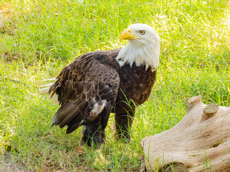 Close up shot of cute Bald eagle at Oklahomaの写真素材