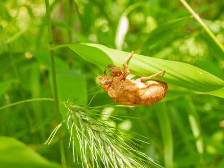 Close up shot of Cicada Shell at Oklahomaの写真素材