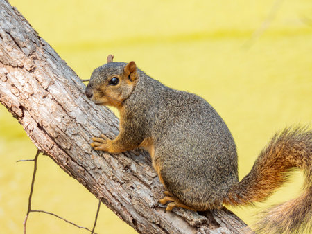 Close up shot of squirrel at Oklahomaの写真素材