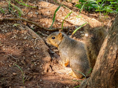 Close up shot of squirrel at Oklahomaの写真素材