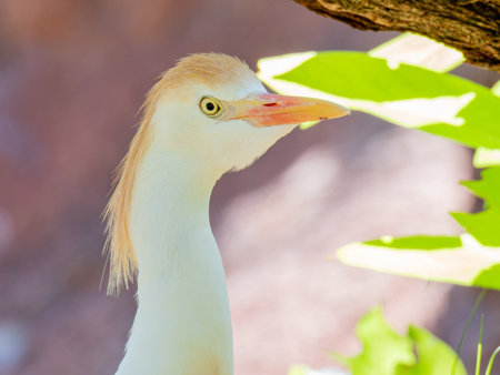 Close up shot of cute Cattle egret at Oklahomaの写真素材