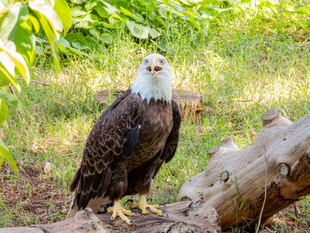 Close up shot of cute Bald eagle at Oklahomaの写真素材